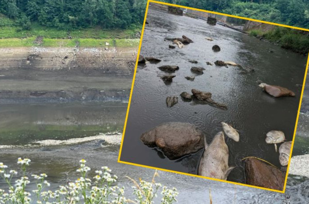 Tauron nie wypłaci odszkodowań po katastrofie ekologicznej na Bobrze. Przedsiębiorcy rozczarowani
