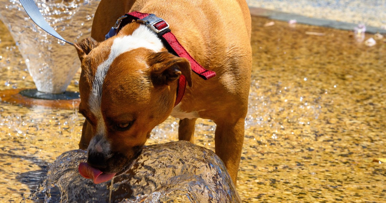 "Piekielna" pogoda. Temperatura bije rekordy, blisko 50 stopni