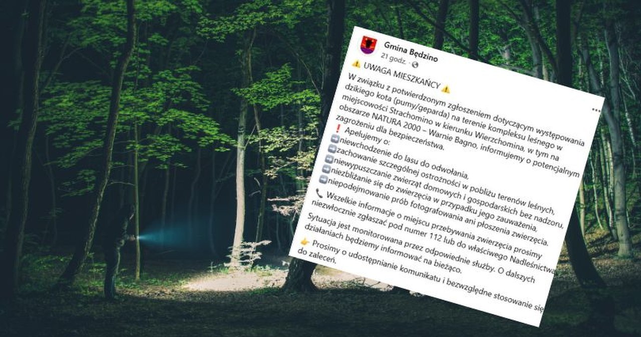 Puma lub gepard w lesie na Pomorzu Zachodnim. Pilny apel do mieszkańców