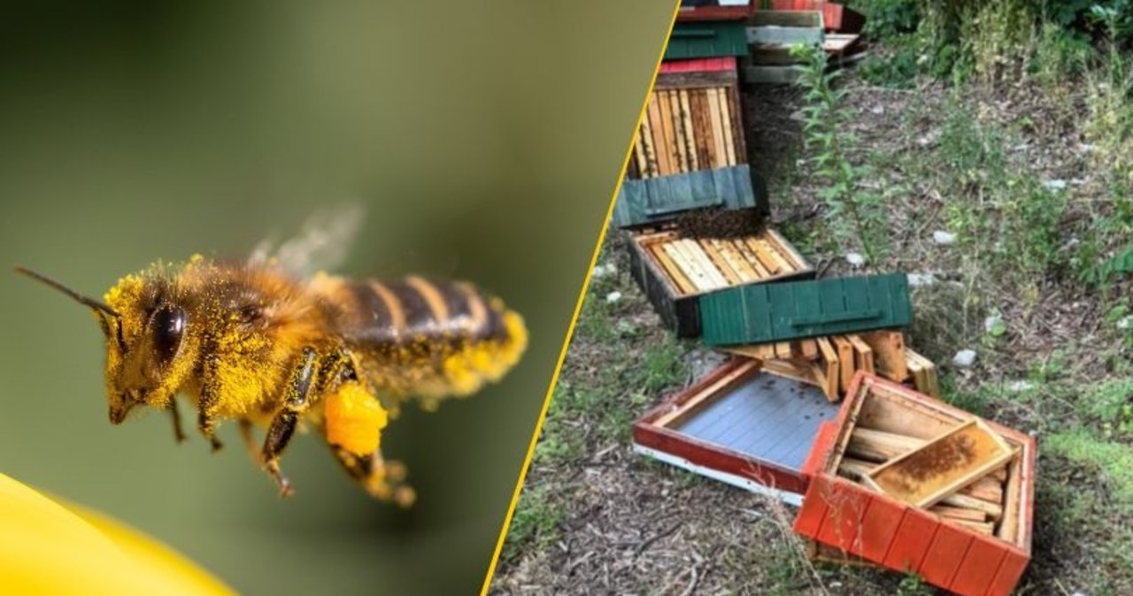 Ule zniszczone przez wandali. Straty są poważne