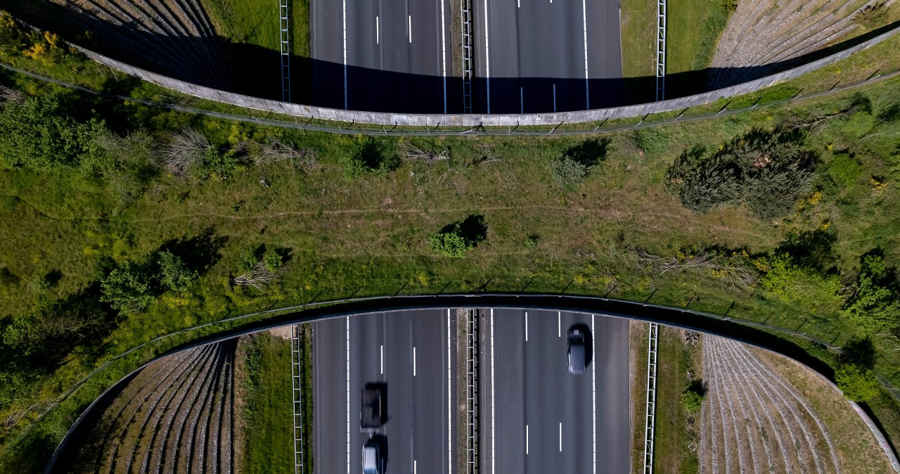 Największy most dla zwierząt na świecie otwarty. Kosztował 15 milionów dolarów