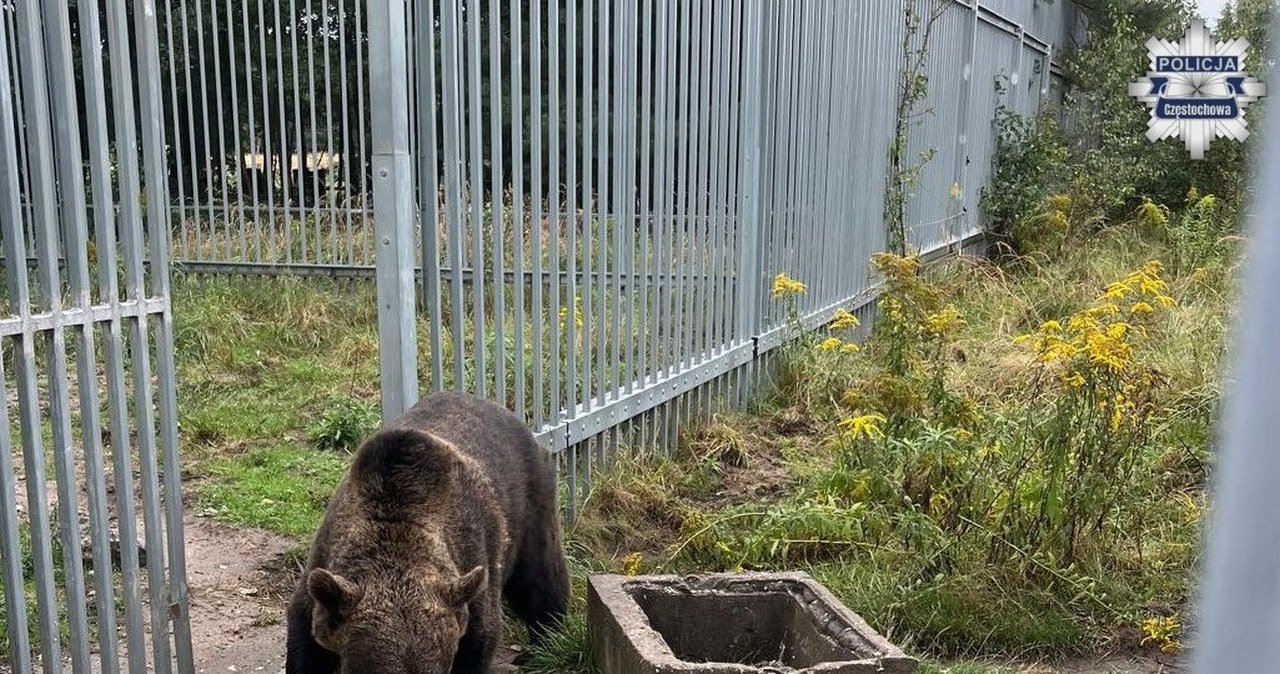 Niedźwiedzica przetrzymywana pod Częstochową. Nowe fakty