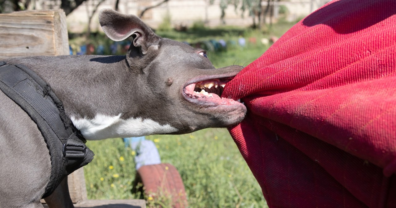 Kobieta pogryziona przez amstafa. Właściciel próbował uciec