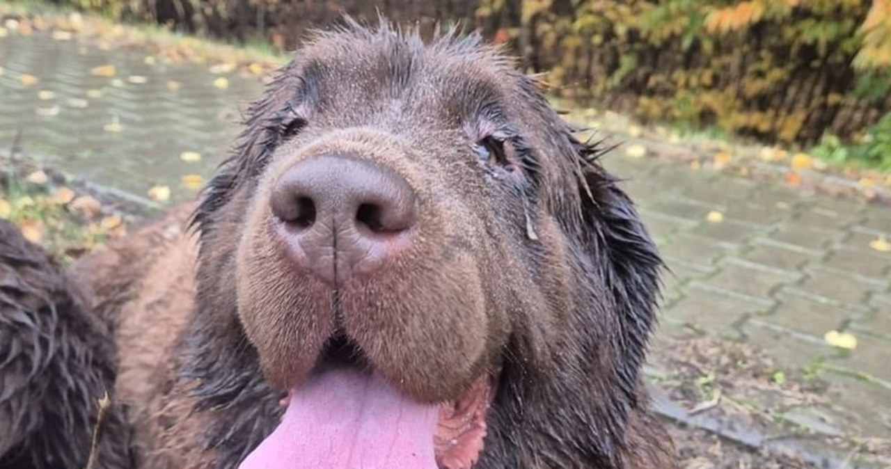 Były przemoczone i zdezorientowane. Dwa psy czekały na pomoc