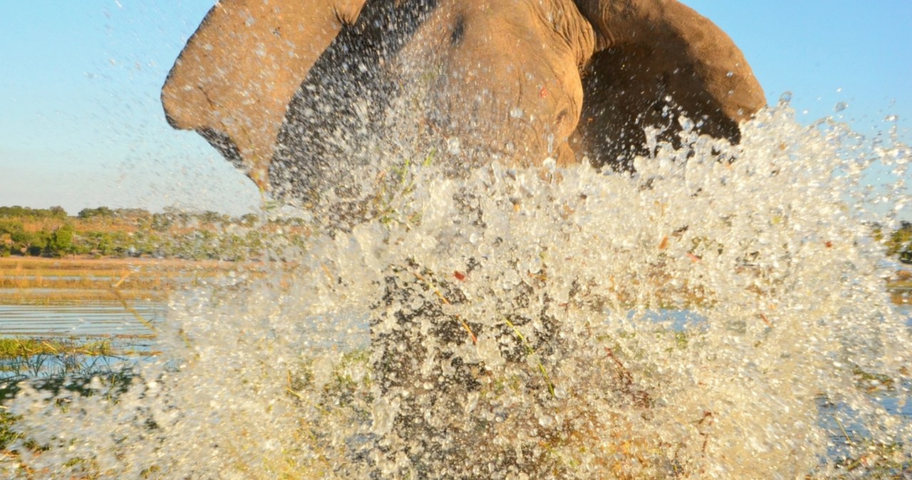Rybak uciekał przed słoniami. Wskoczył do wody, gdzie czaił się drapieżnik