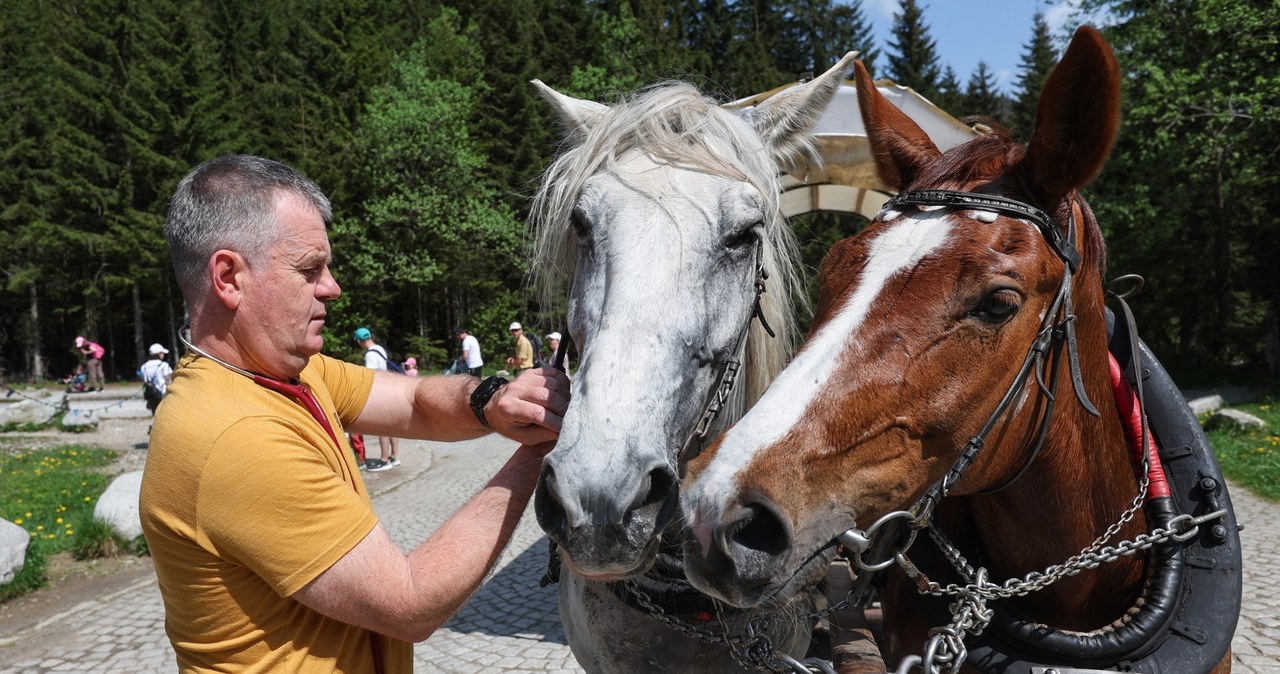 Konie do Morskiego Oka pod lupą weterynarzy. Znamy wyniki kontroli
