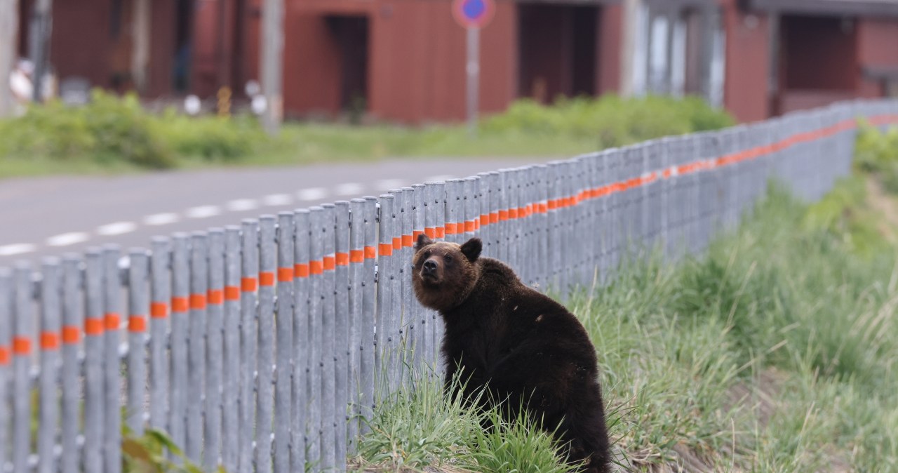 ​Cztery osoby ranne po ataku niedźwiedzia. Odwołano lekcje