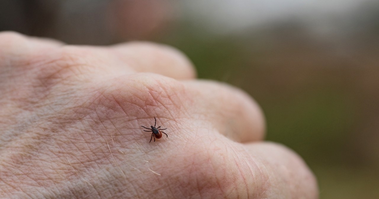 Co odstrasza kleszcze? Ten domowy sposób działa lepiej niż chemiczne spreje