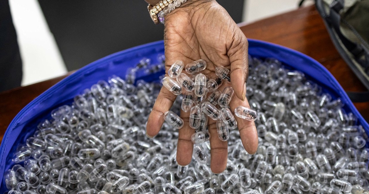 Tysiące żywych mrówek w walizce. Kolekcjonerzy płacą za nie fortunę