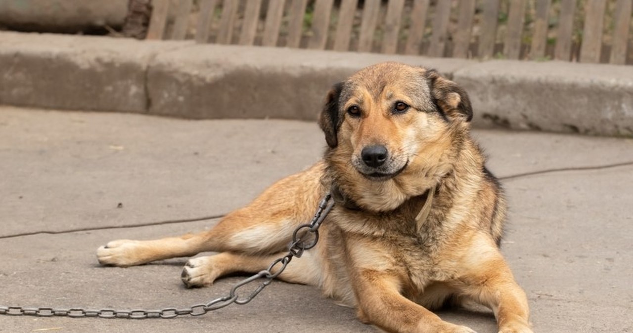 Polityczna bitwa o los psów. Znamy plany rządzących ws. ustawy łańcuchowej