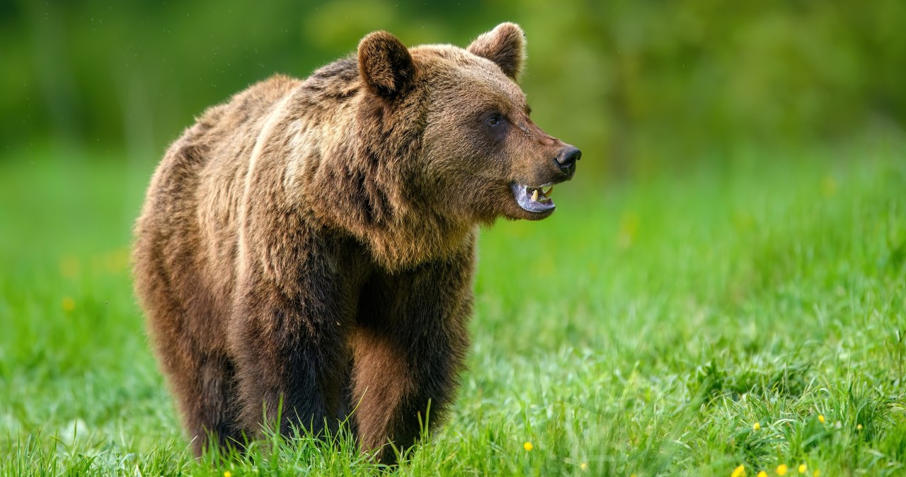 Dlaczego niedźwiedzie wróciły do Beskidu Niskiego? Powodów jest kilka