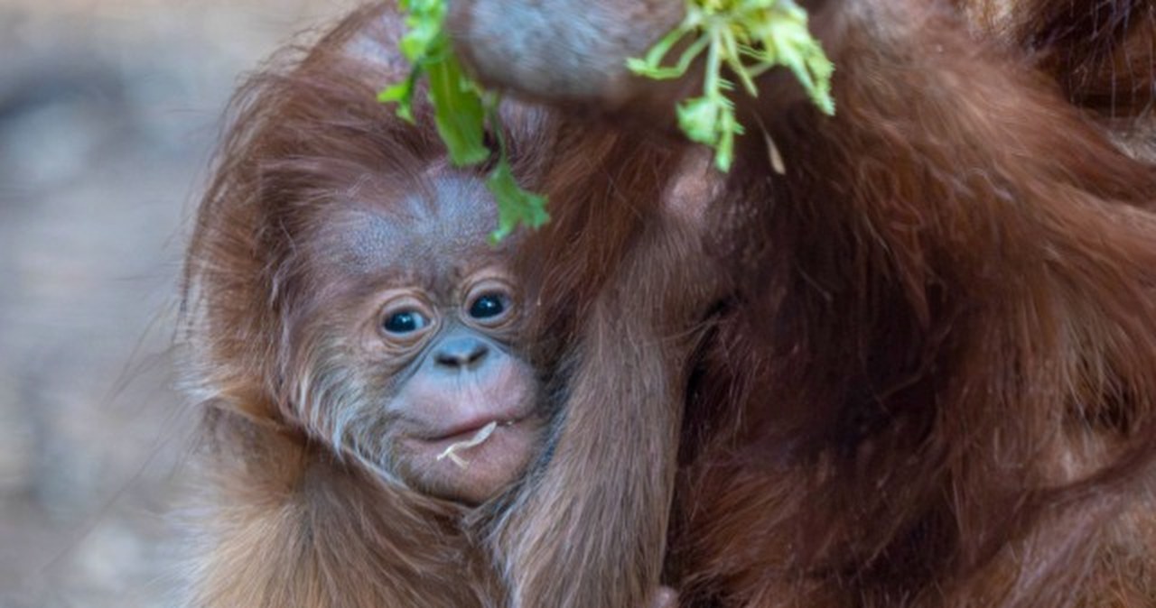 Historyczny sukces w łódzkim zoo. Urodził się pierwszy w Polsce orangutan sumatrzański [ZDJĘCIA]