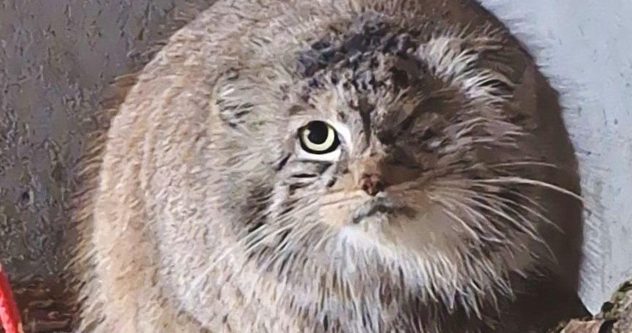 Szczęśliwy powrót Bożenki do poznańskiego zoo. "Wreszcie oddychamy"