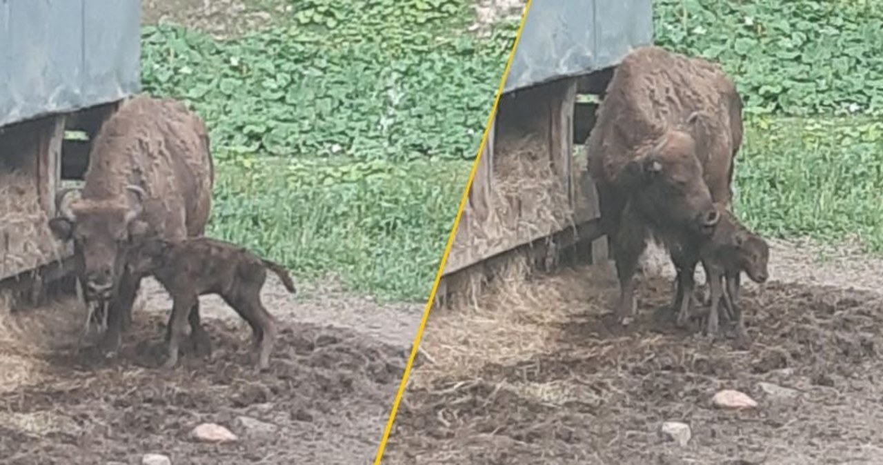 W Mucznem są powody do świętowania. Kolejne maleństwo na świecie