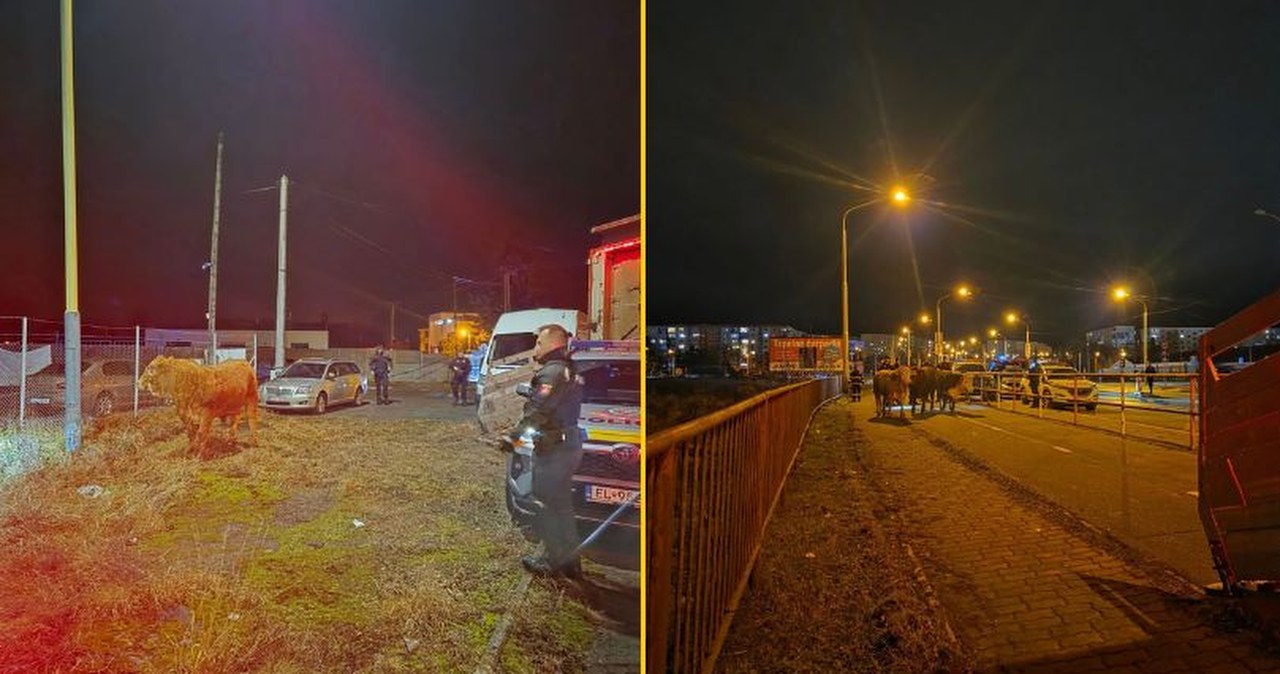 Byki jadące do Polski wypadły na ruchliwą drogę. Goniła je policja
