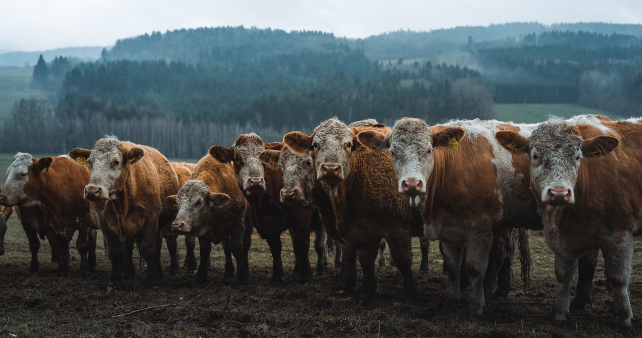 Rosyjska, szalona masakra krów. Co się dzieje na Syberii?