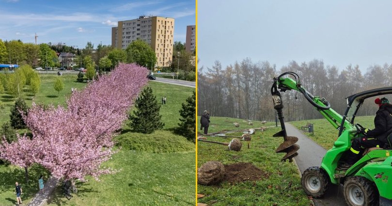 W Krakowie powstaje druga Aleja Wiśniowa. Kiedy będzie można ją podziwiać?