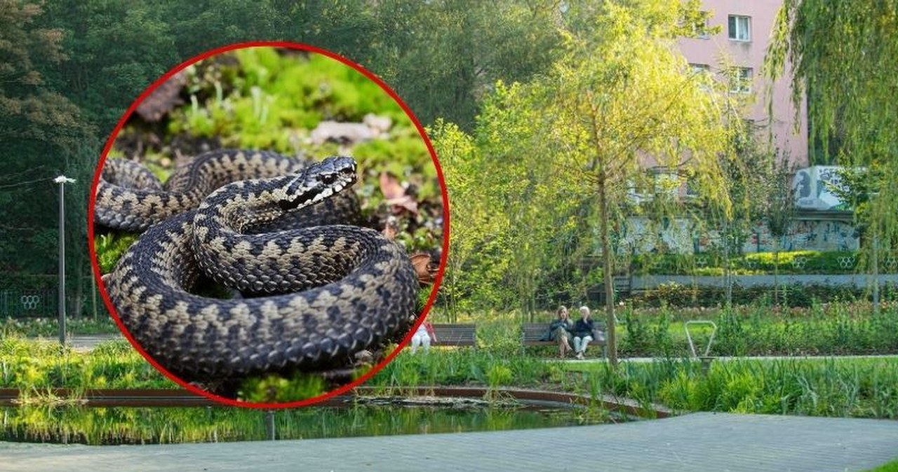 Pojawiają się w piaskownicach i na chodnikach. Pilny apel służb w Gdyni