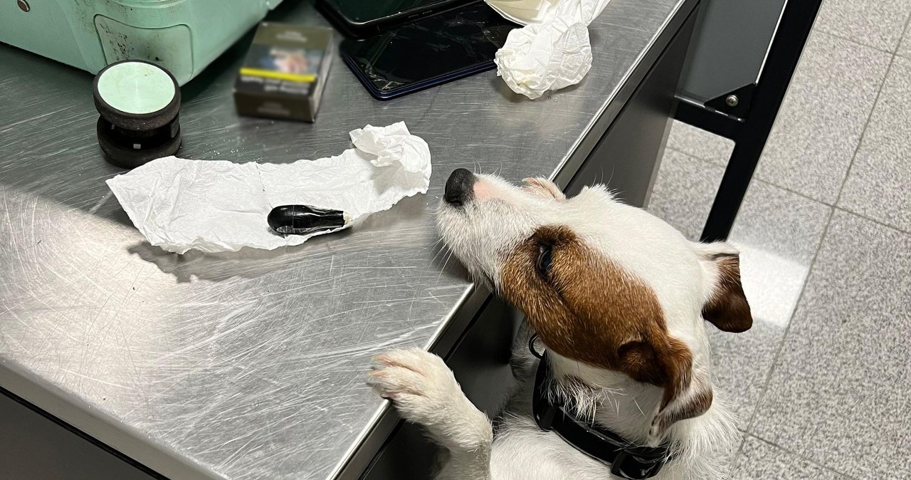 Polak połknął 88 kapsułek kokainy. Szokujący przypadek na lotnisku w Gdańsku