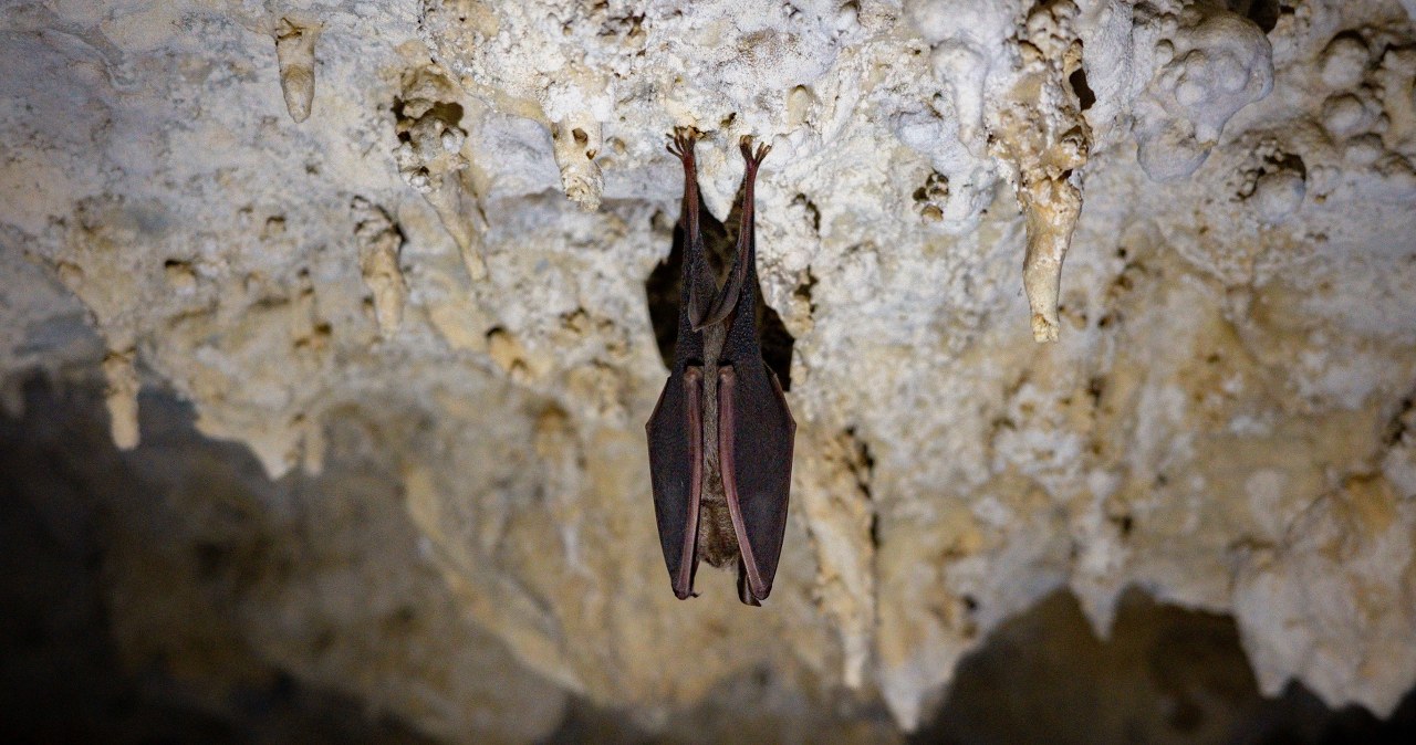 Miał być punktem dowodzenia na wypadek wojny atomowej. Zamieszkały w nim nietoperze