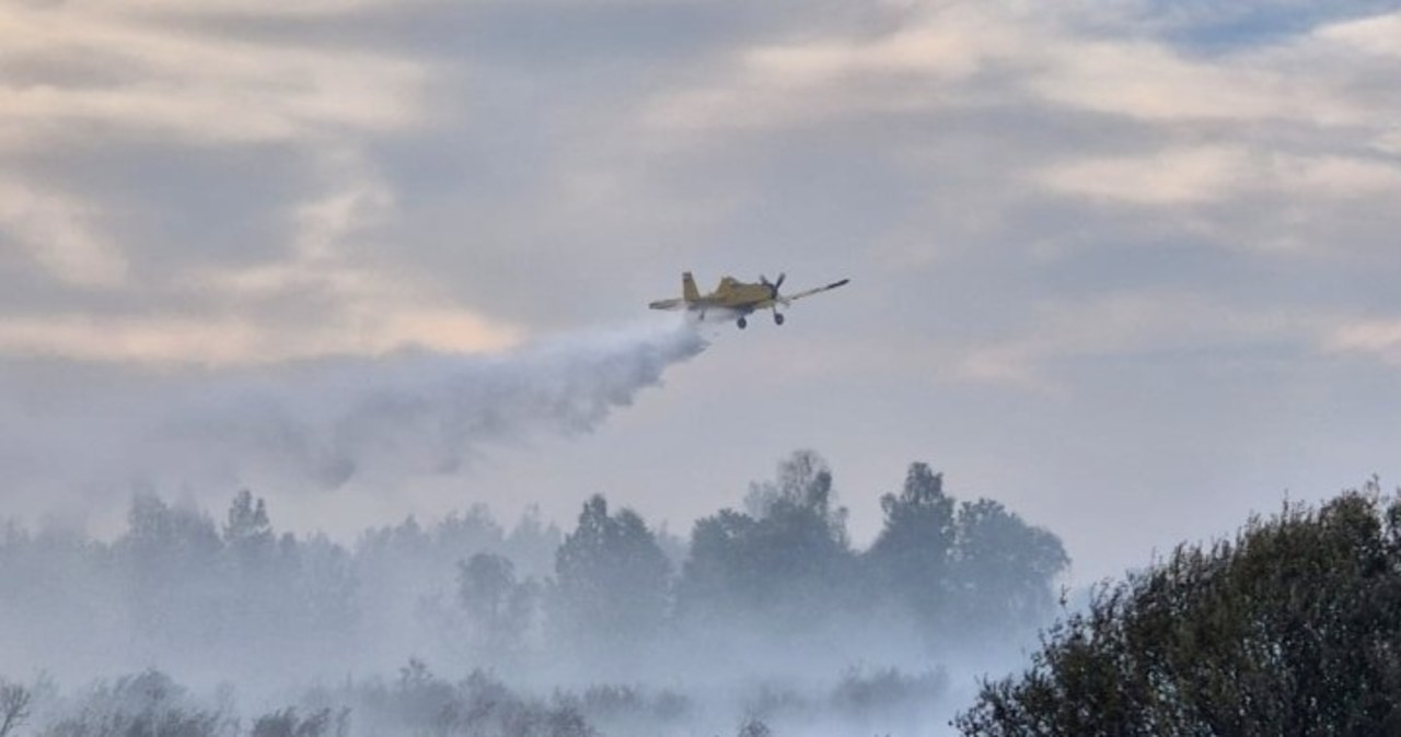 Wielki pożar w starorzeczu Sanu. W akcji 100 strażaków i samolot