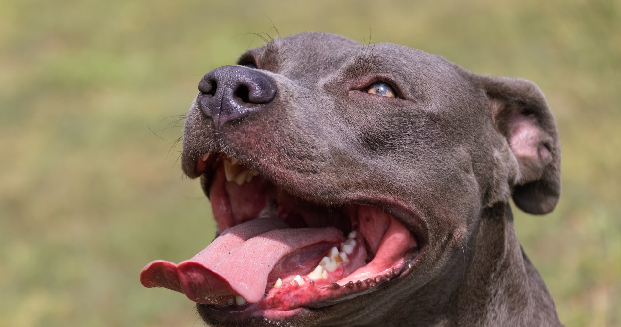 Zginęła, próbując rozdzielić swoje psy. Tragedia podczas rodzinnej kolacji