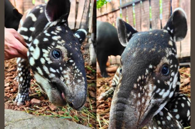 Sensacja w Płocku. W zoo przyszedł na świat pierwszy w Polsce tapir malezyjski