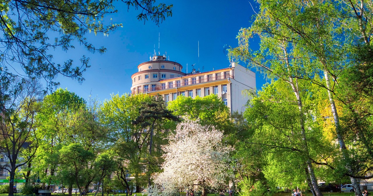 Kraków chwali się zielenią. Na nowej stronie sprawdzisz nasadzenia