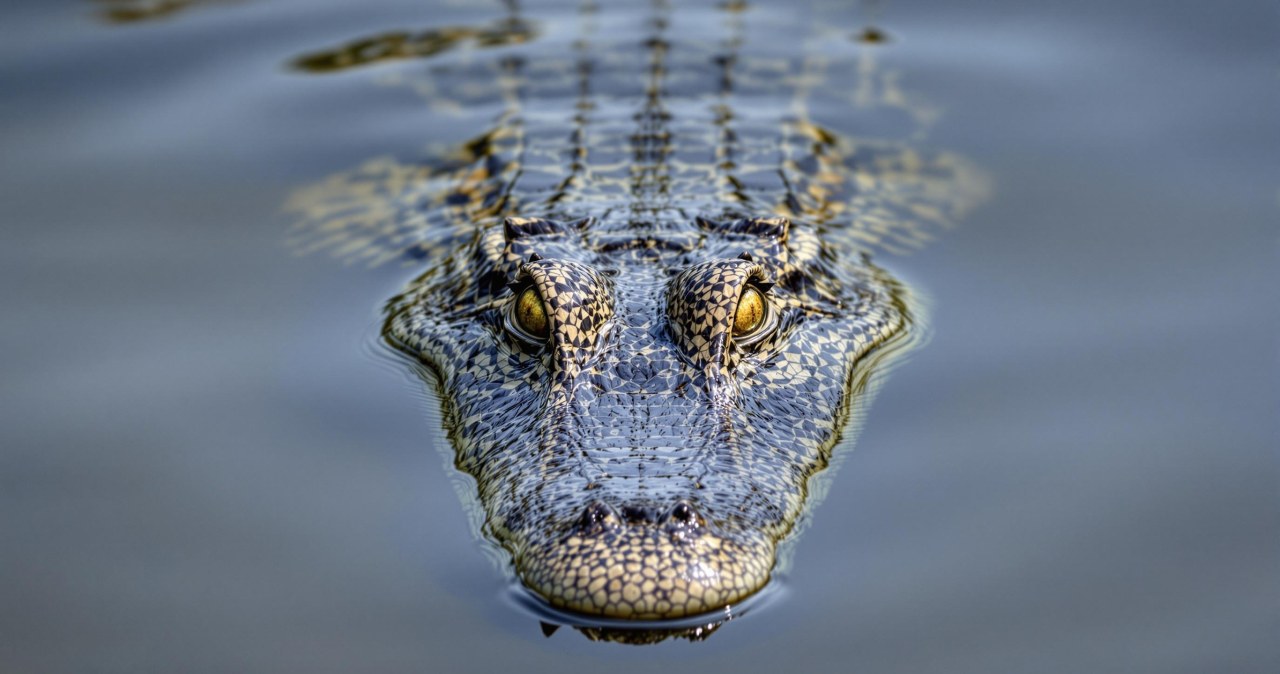 "Krokodyle są wszędzie". Alarm po powodziach w Australii