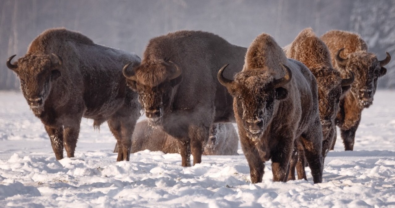 Ile żubrów występuje w Puszczy Białowieskiej? Mamy rekord
