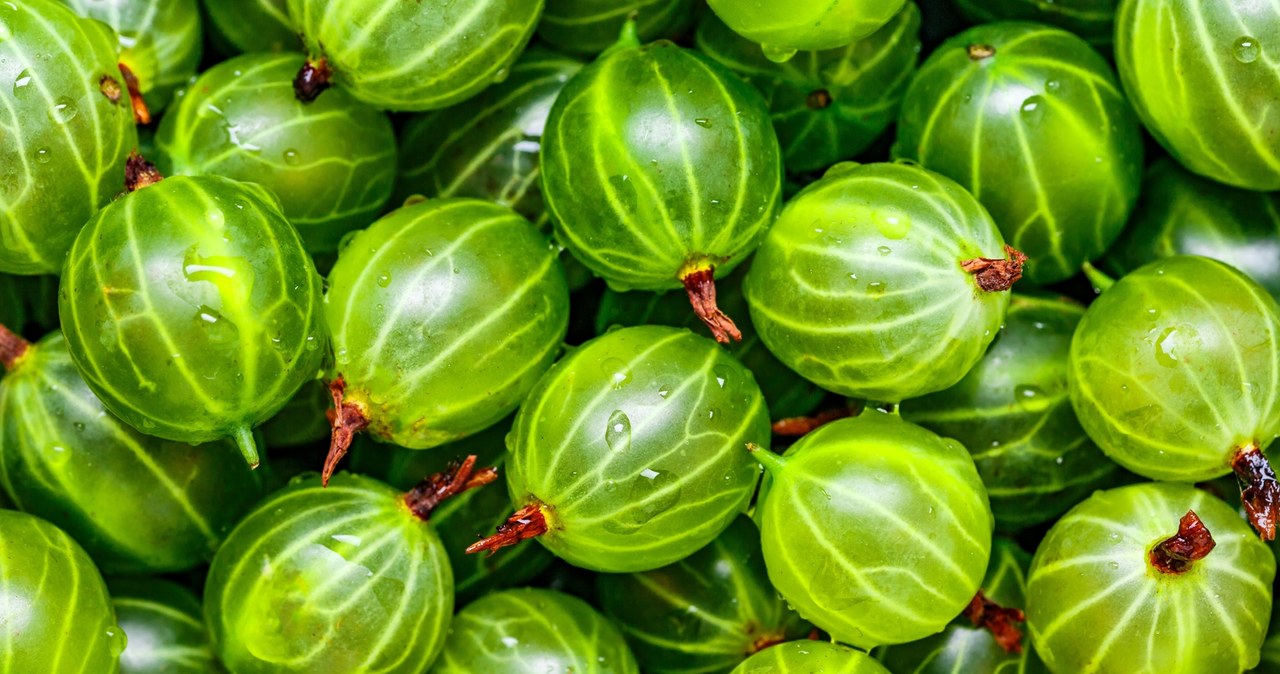 ​Zaskakujące właściwości agrestu. Tak wzmocnisz odporność i zadbasz o skórę