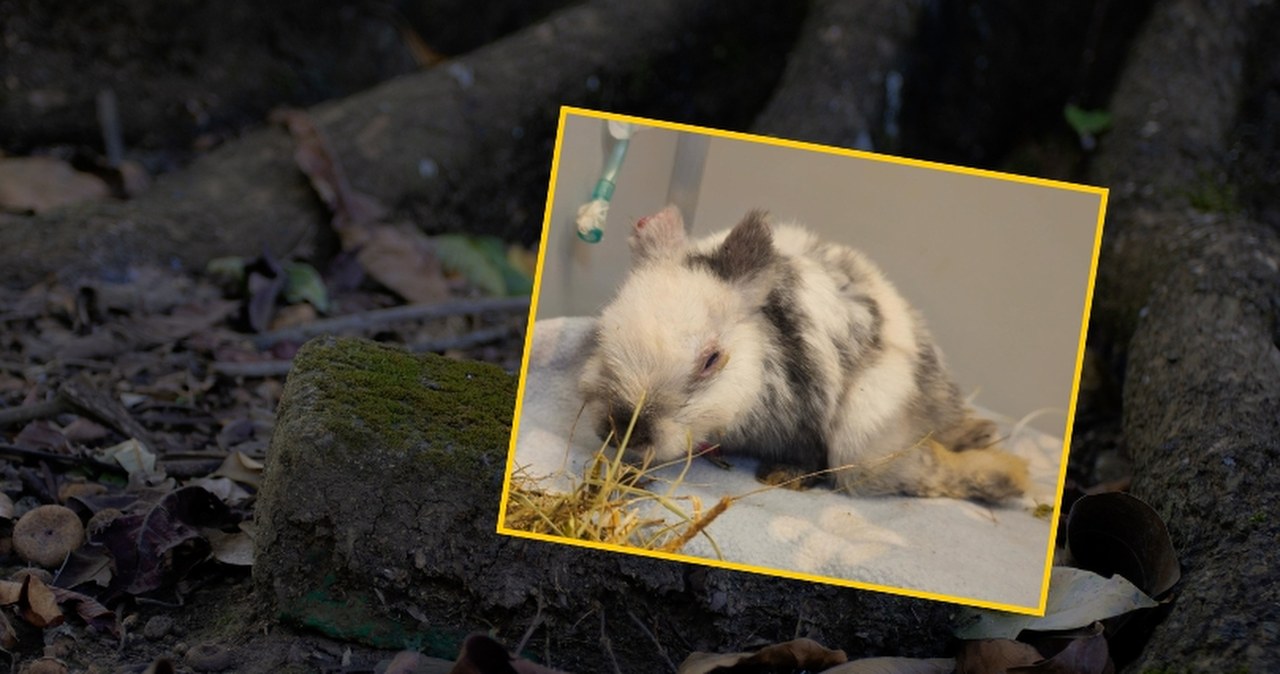 Skatowane zwierzątko znalezione tuż przy dworcu. "To nas zszokowało"