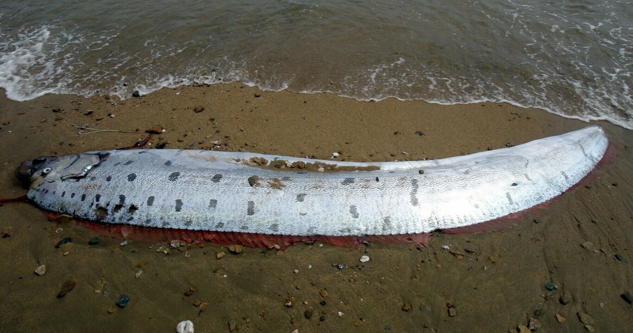 Dwie ryby "zwiastujące" kataklizmy znów znalezione na plaży