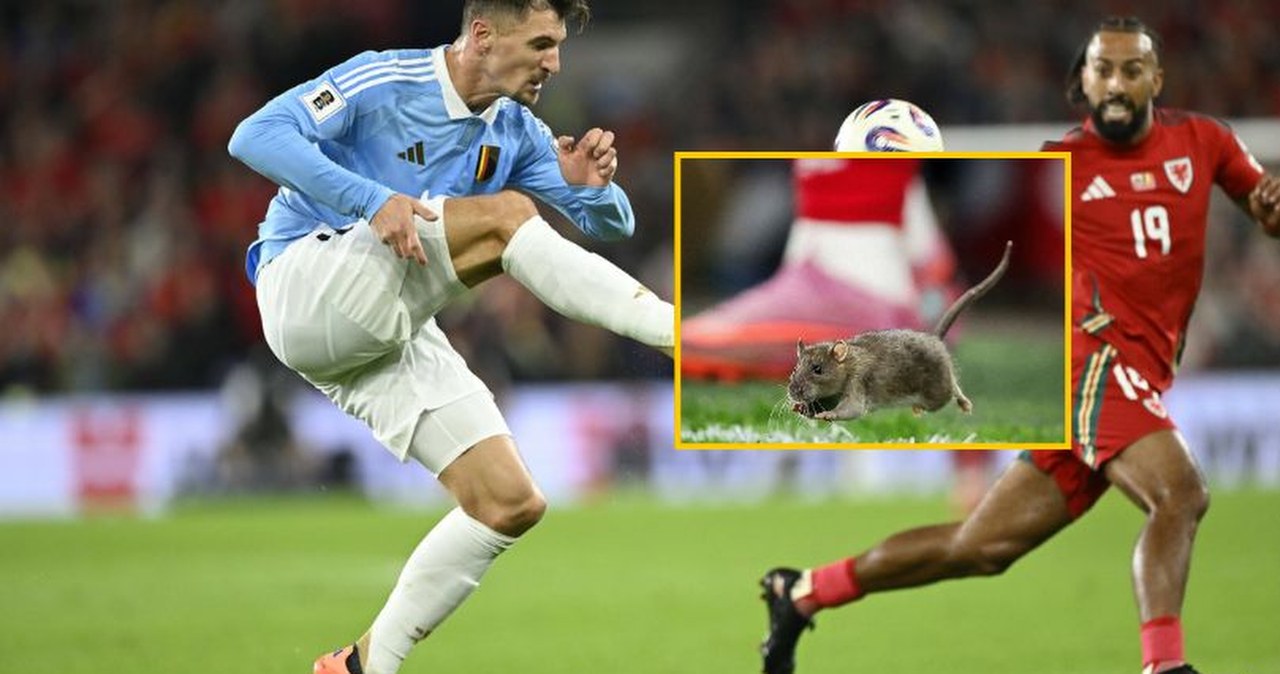 Zaskakujący gość na murawie. Szczur zakłócił mecz eliminacji piłkarskich MŚ w Cardiff. NAGRANIE