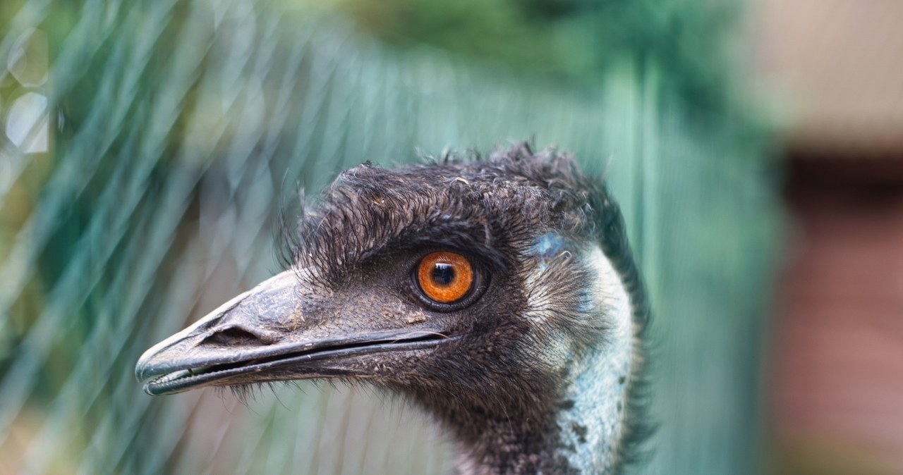 Fabiś na gigancie. Uciekł do lasu, bo wystraszył się huku fajerwerków