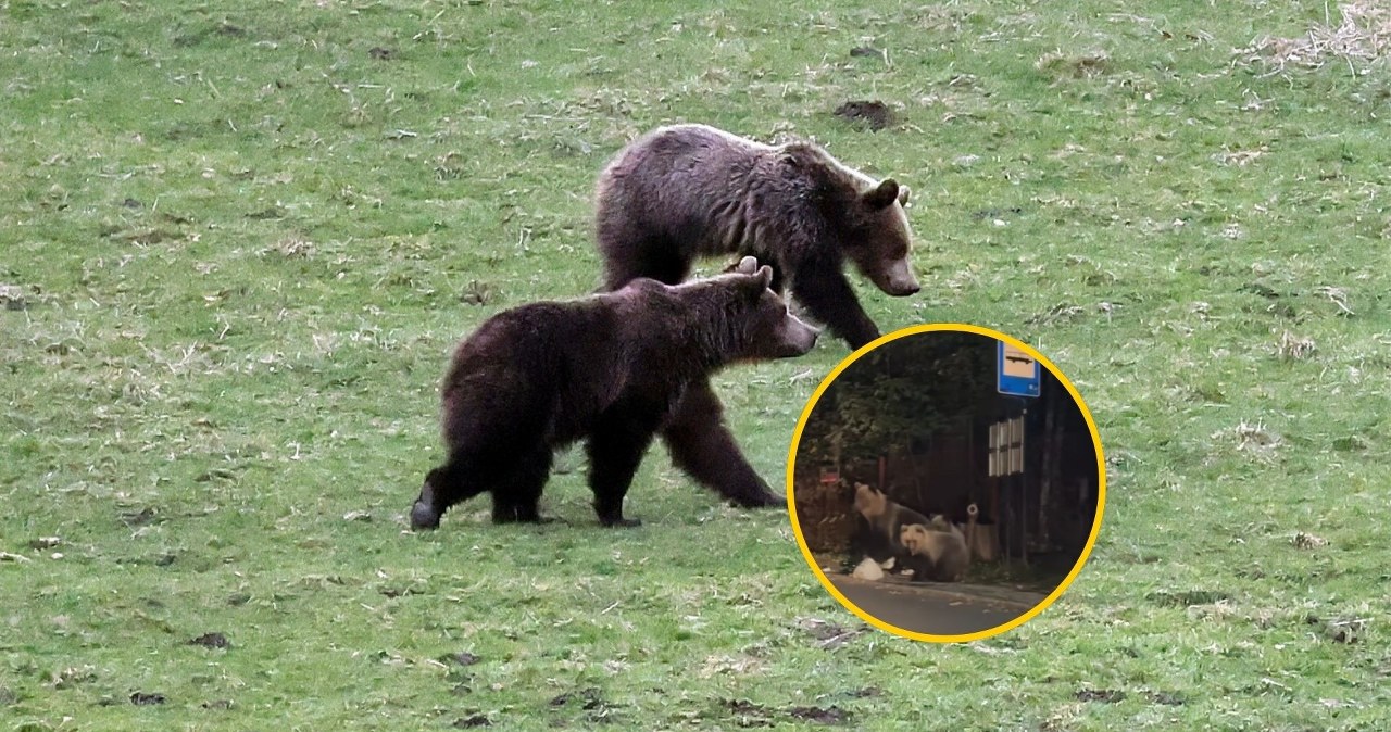 Niedźwiedzie buszują w śmietniku w Zakopanem. Zobacz nagranie!