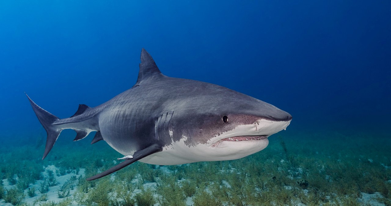 "Niewiarygodna odwaga". Przyjaciele rzucili się na ratunek 14-latkowi zaatakowanemu przez rekina