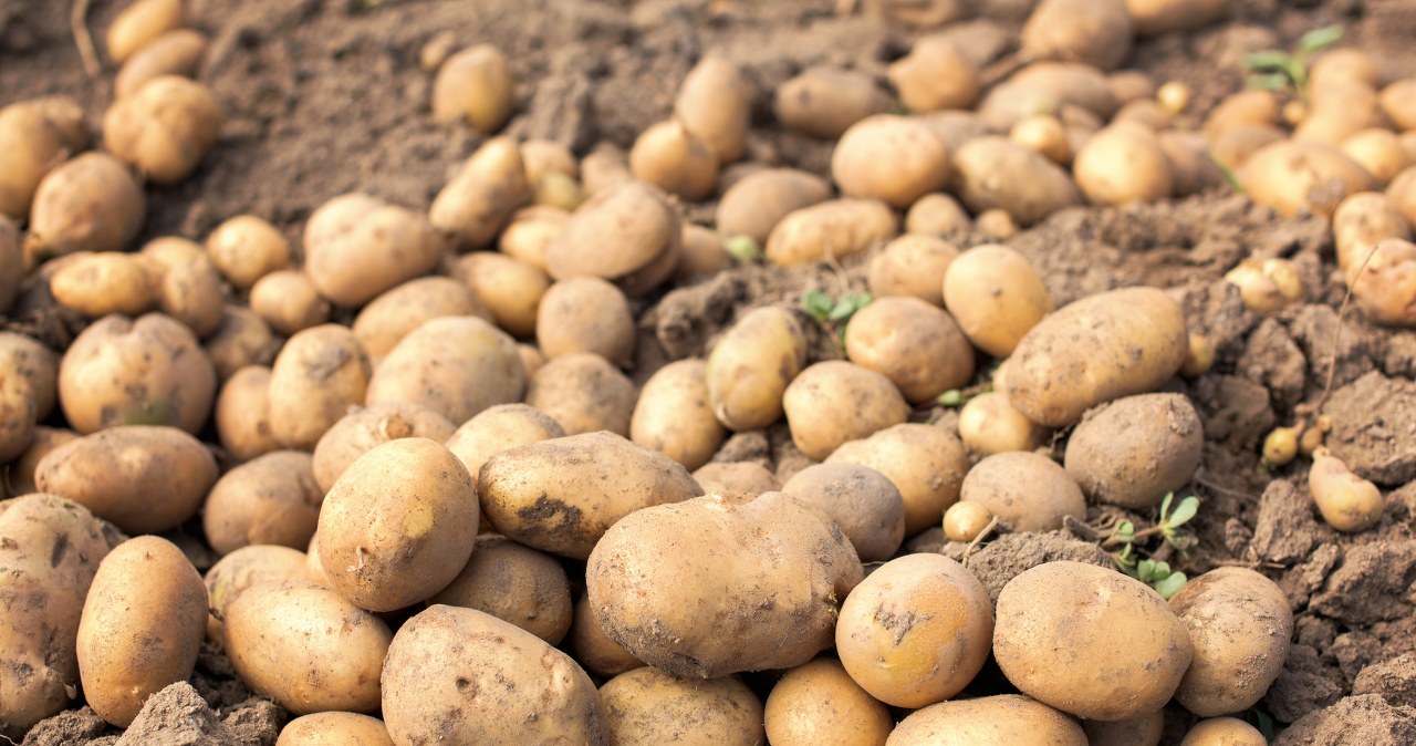 Ziemniaczana afera na Podkarpaciu. 150 ton zniknęło w jeden dzień