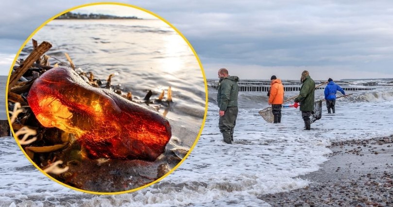 "Wyznacznikiem są mewy". Ekspert o tym, jak znaleźć najcenniejsze bryłki bursztynu