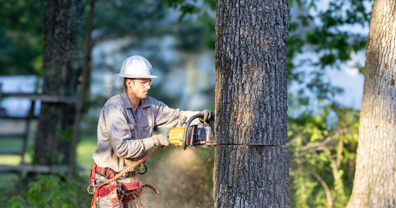 Konserwator milczy, drzewo pada. Nadchodzi rewolucja w prawie o zabytkach