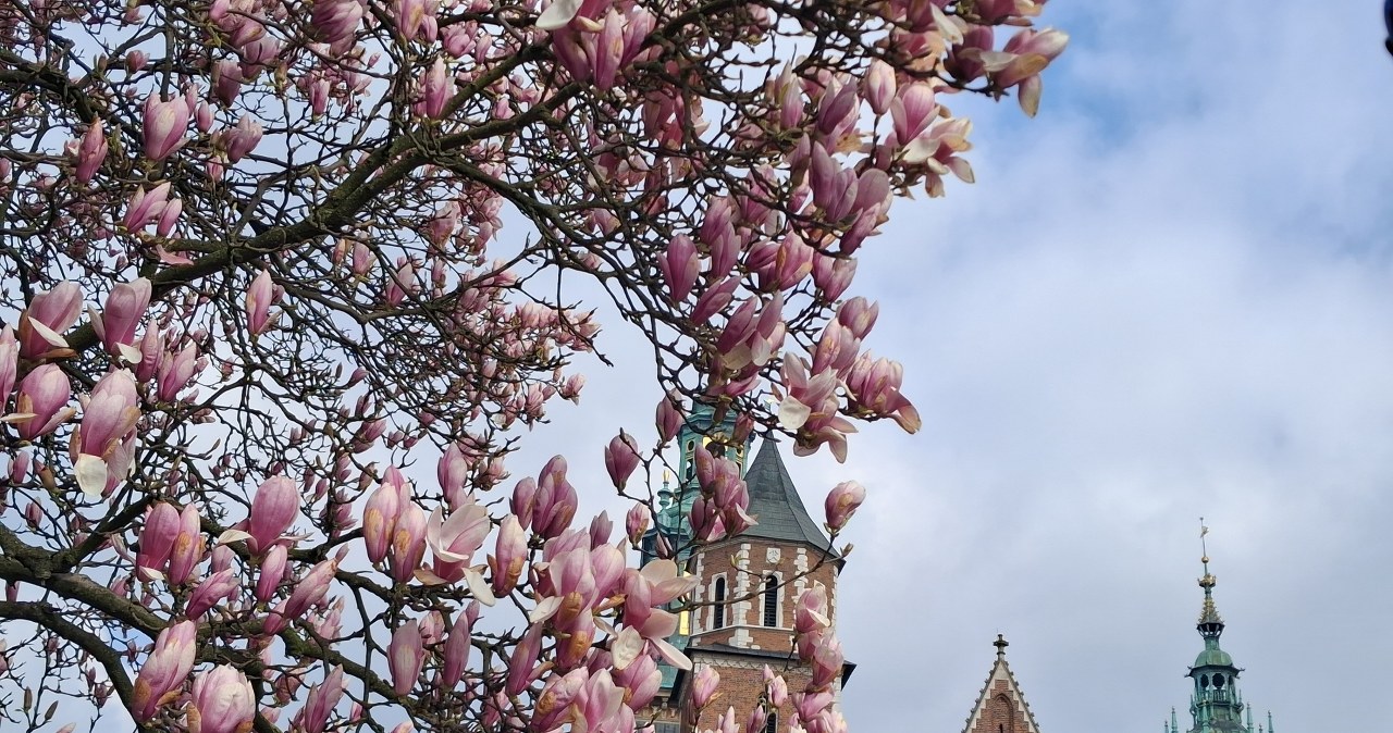 Na Wawelu rozkwitła królowa. Trzeba się spieszyć, by ją zobaczyć ZDJĘCIA