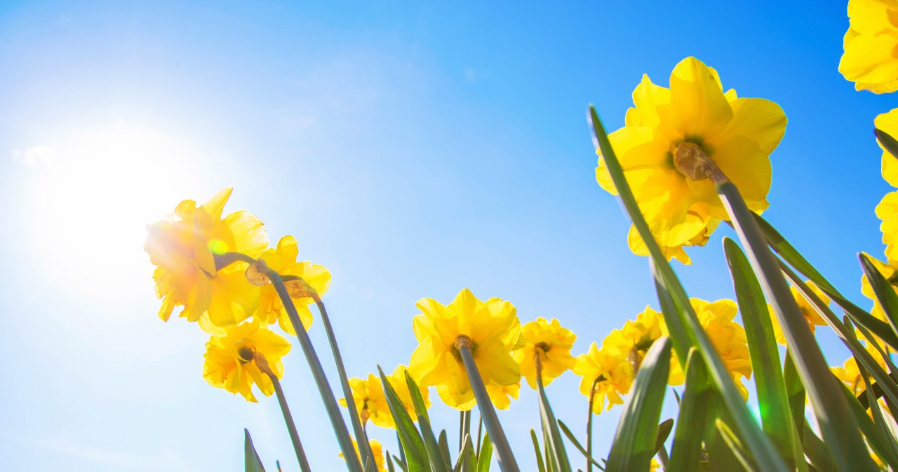 Trzy daty początku wiosny. Wyjaśniamy, skąd te różnice