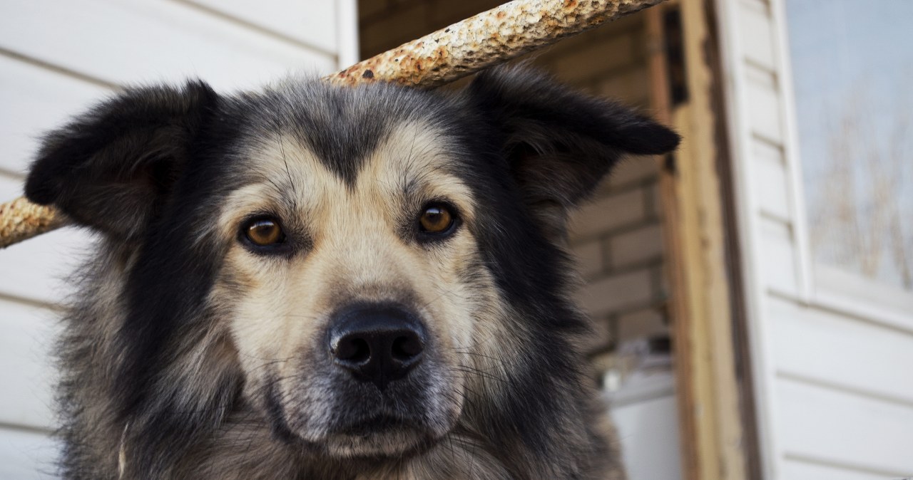 Zakaz uwięzi i odpowiednia buda. Projekt prezydenta ws. ochrony zwierząt już w Sejmie