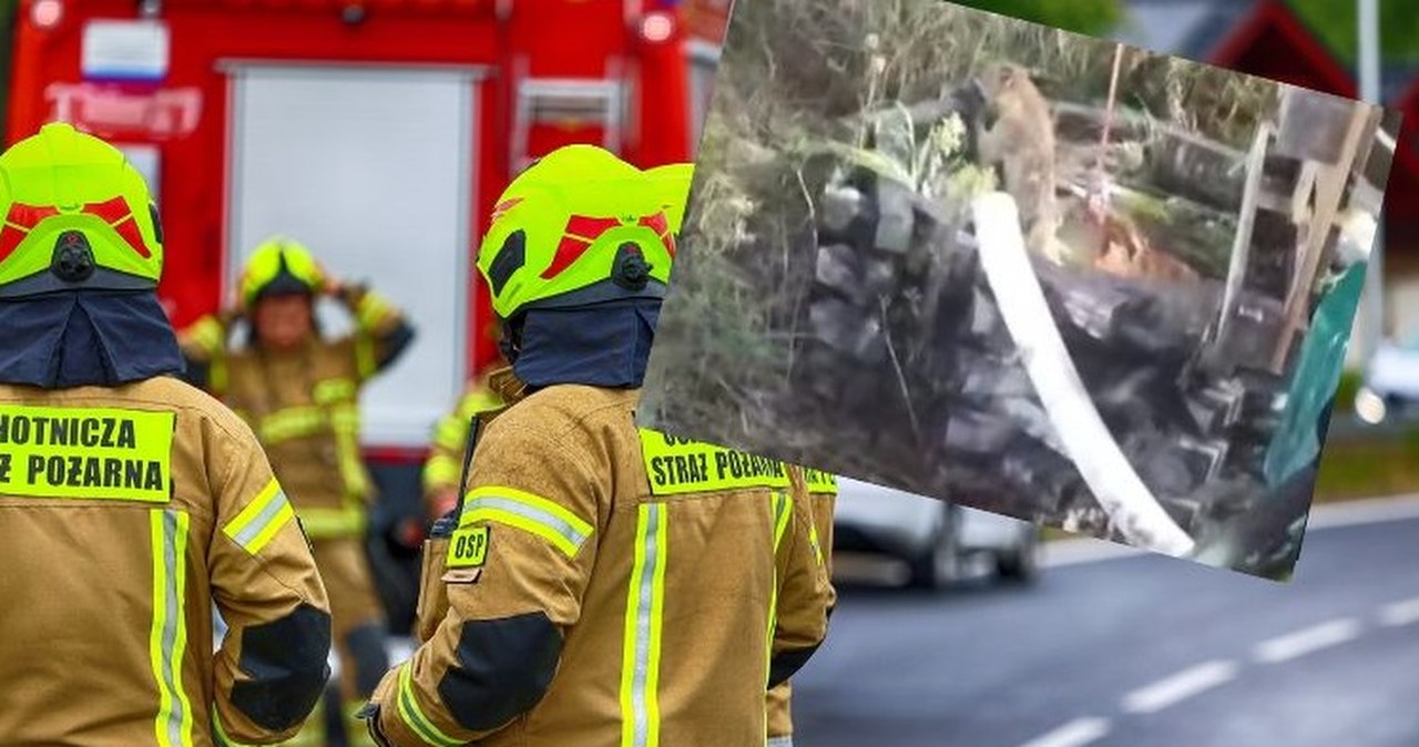 Pies i lis w pięciometrowej studni. "Przytulone, jakby się wspierały"