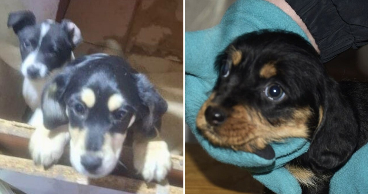 Dramat 44 psów i trzech kotów pod Łodzią. Poruszający widok na miejscu