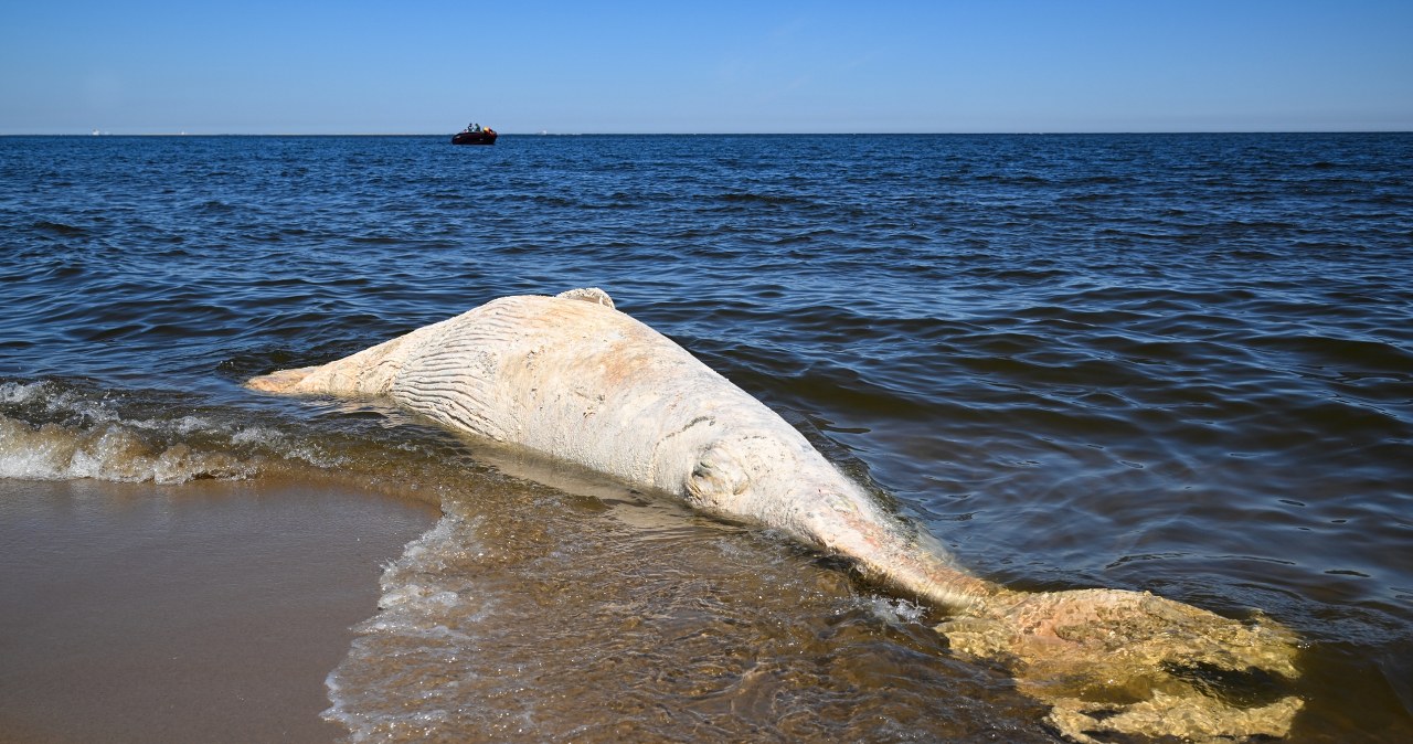 Martwy wieloryb na plaży w rezerwacie. Służby rozważają dwa scenariusze