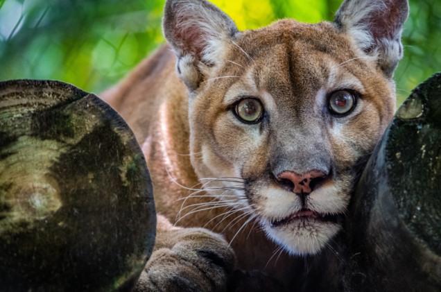 Puma zauważona w zachodniopomorskim lesie wciąż na wolności