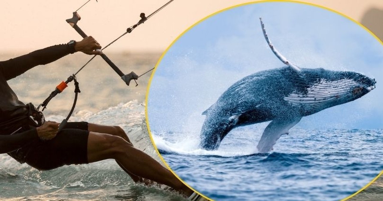 Szokujące ustalenia po śmierci kitesurfera: Zginął po zderzeniu z wielorybem