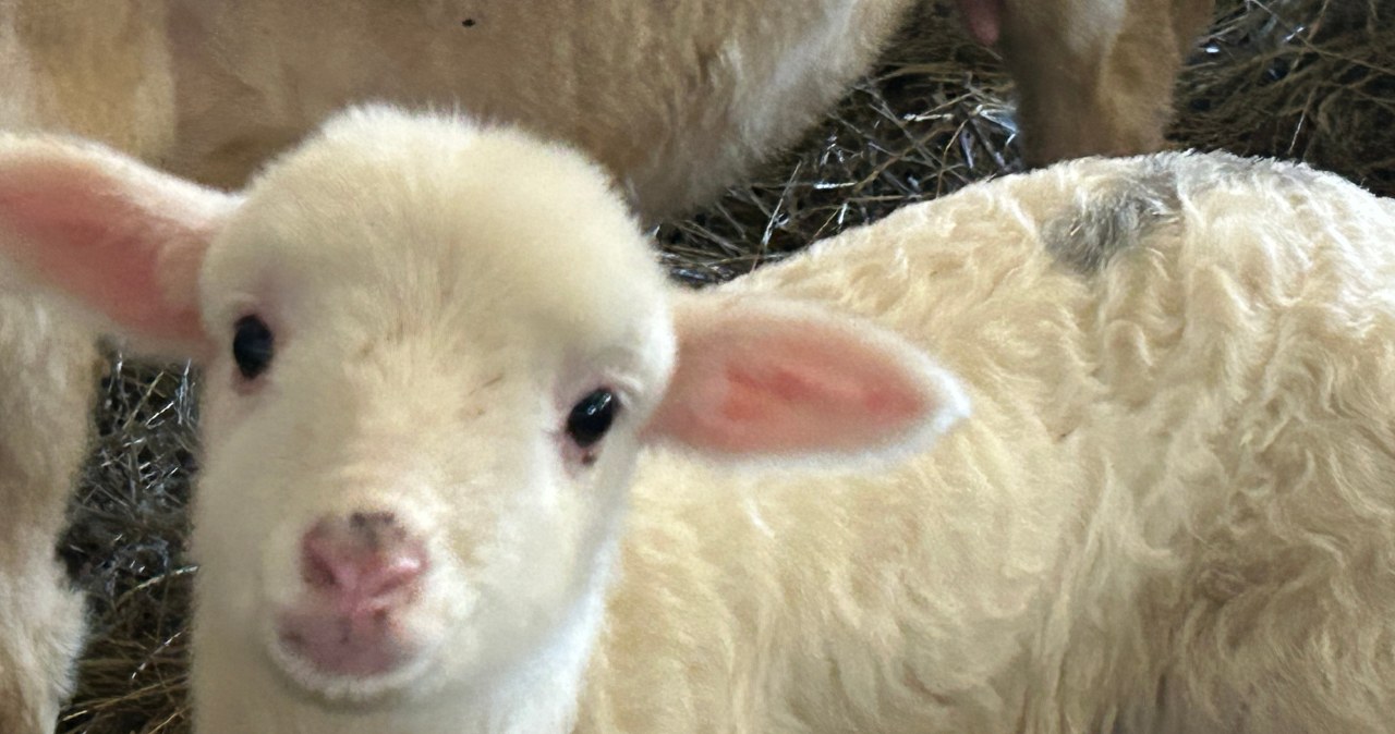 Wielkie beczenie na Podhalu i w Pieninach. Zobacz, co dzieje się w owczarniach podczas wykotów