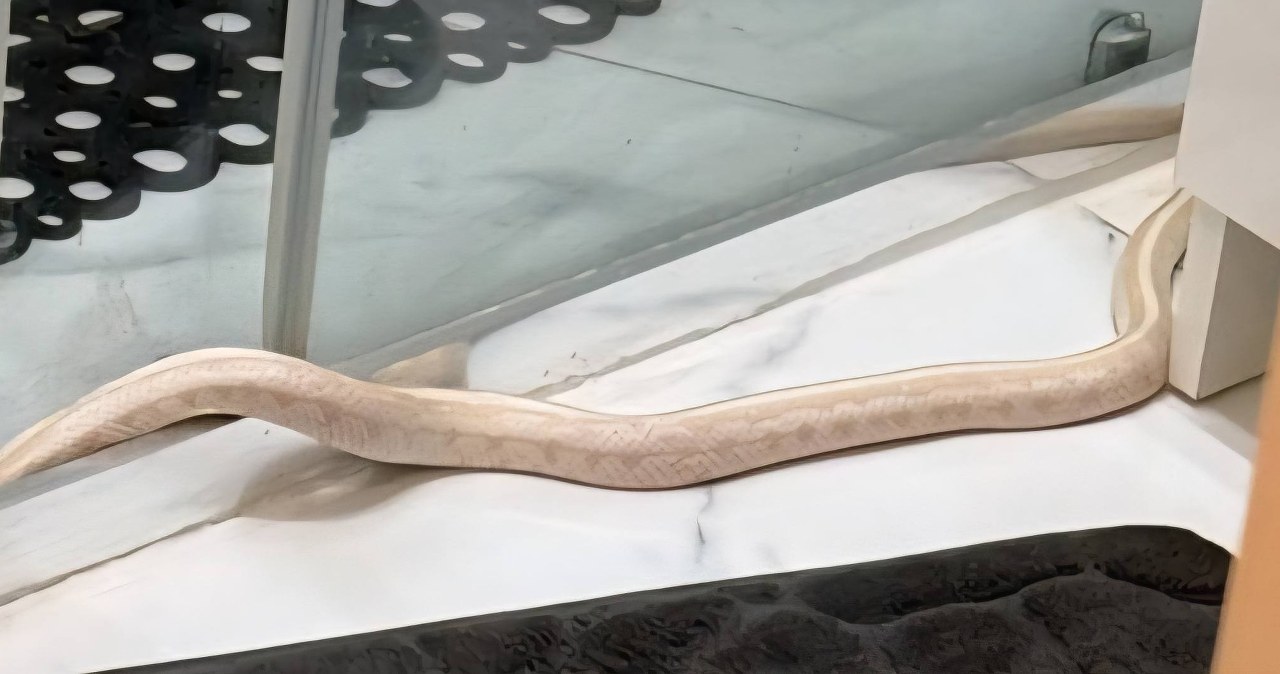 Metrowy wąż w łazience. Zaskakujące odkrycie mieszkańca Elbląga po powrocie do domu